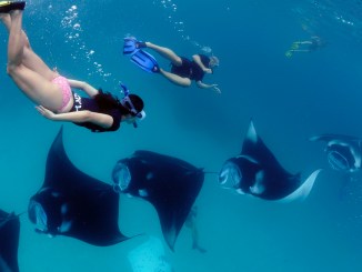 best resorts in the maldives for snorkeling