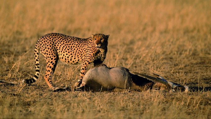 KGALAGADI TRANSFRONTIER PARK, SOUTH AFRICA & BOTSWANA