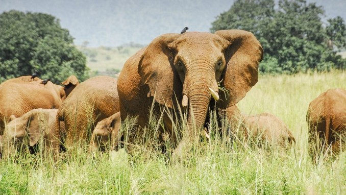 KIDEPO NATIONAL PARK, UGANDA